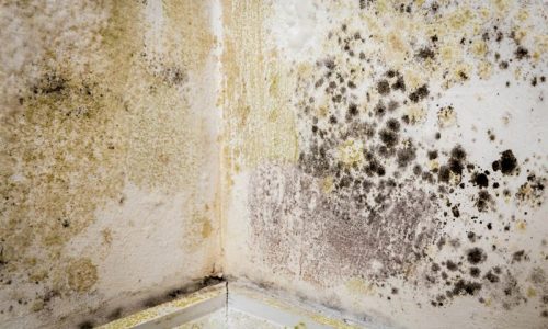 mold-removal